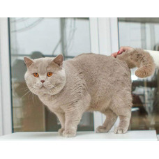 Fantasy Fiesta - питомник британских кошек в Одессе