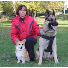 Fort Adante - питомник Вельш корги пемброк в Киеве