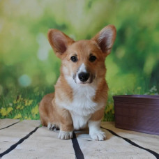 Fort Topaz - питомник Вельш корги пемброк в Киеве