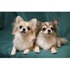 Glory Grace - питомник чихуахуа в Киеве