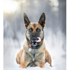 Red Mali - розплідник Бельгійських вівчарок (Малінуа) у Києві