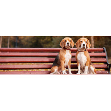 La Casa Demiani - питомник Биглей в Киеве