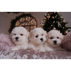 BELOSNEZNIY ARISTOCRAT - питомник Бишон Фризе в Одессе