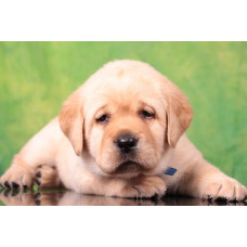 Kiss of Skies - питомник Лабрадоров в Киеве