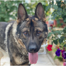 З Київської Раті - розплідник Німецьких вівчарок у Києві