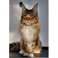 Faydark - питомник мейн-кунов в Харькове