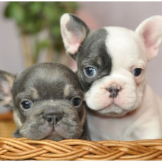Kontar_dogs - Щенки французского бульдога