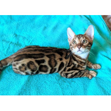 LeoGrace - питомник Бенгальских кошек в Киеве