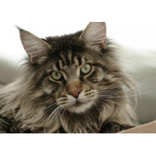 Shat Dargent - міні-розплідник Мейкунов у Києві