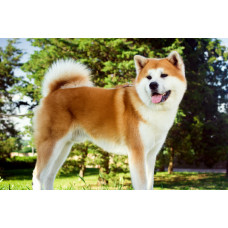 IZ PITERSKIKH VOLKOV - питомник Акита-ину, Хаски и Шелти в Запорожье