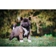 Yamaneko - питомник Акита-ину во Львове