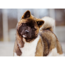 Lyubov Zemnaya - питомник Американской акита в Киеве