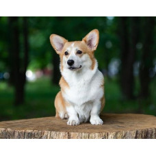 Milky Way Galaxy - питомник Вельш корги пемброк в Киеве