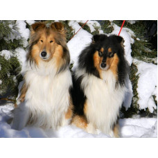 Old Golden Gates - розплідник Коллі у Києві