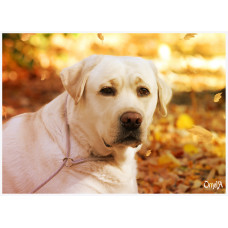 Labroland - питомник Лабрадоров в Одессе