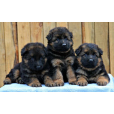 Rua Atha - розплідник Німецьких вівчарок у Києві