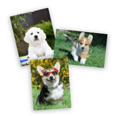 Perfect forever - питомник голден ретриверов в Днепре