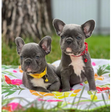 Питомник АКУ Blueberry Puppies 