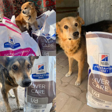 Приют Город собак