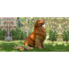 Tramin - розплідник голден ретріверів в Одесі