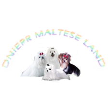 Dniepr Maltese Land - питомник мальтийской болонки в Днепре