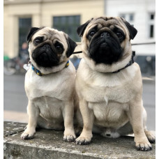 Canis Celebri - питомник Кане-корсо в Киеве