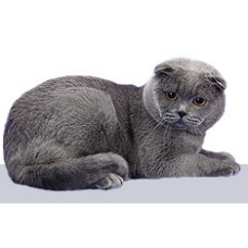 Alva Viva - питомник шотландских котов в Киеве