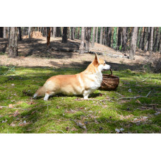 Vom SommeRSeite - питомник Вельш корги пемброк в Киеве