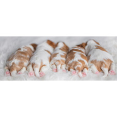 Kiev Celebrity - питомник кавалер кинг чарльз спаниелей в Киеве