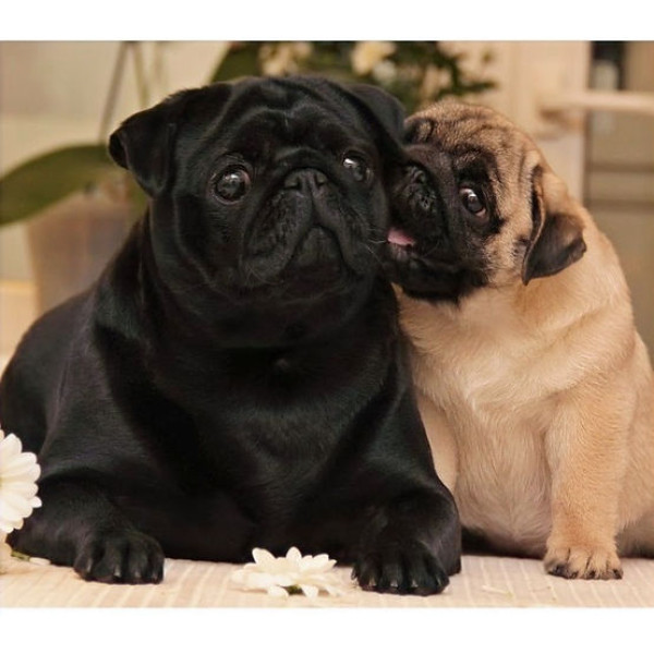 Camuse de Luxe - питомник французских бульдогов в Харькове