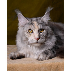 Madhumani - питомник мейн-кунов в Измаиле