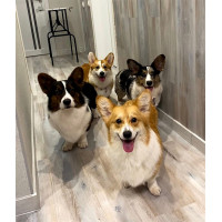 Corwood - питомник Вельш корги пемброк в Киеве