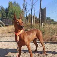 Graceaurum - питомник Немецких пинчеров и Цвергпинчеров в Киеве