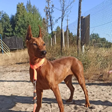 Graceaurum - питомник Немецких пинчеров и Цвергпинчеров в Киеве