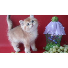 LEMUR Сattery - питомник кошек в Киеве