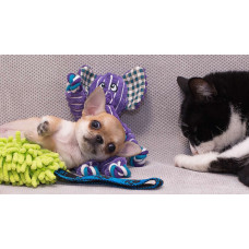 Subaru Diamonds - розплідник Чихуахуа у Києві