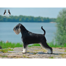 Smart Mustache - розплідник цвергшнауцерів у Кременчуці