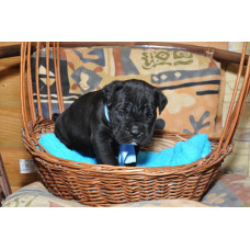 Nostre Speranze - розплідник Кане-корсо у Києві