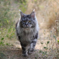 Bastet - питомник шотландских вислоухих кошек в Ирпене