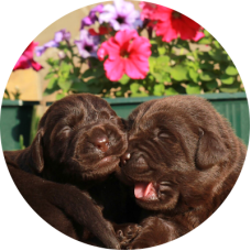 Night Single - розплідник Лабрадорів у Києві