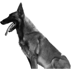 MaliGuards - питомник Бельгийских овчарок (Малинуа) в Киеве