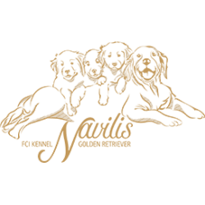 Navilis - питомник голден ретриверов в Днепре