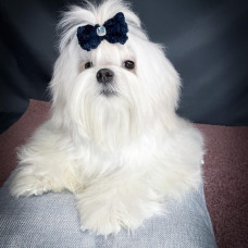 Elegant Life - питомник мальтийской болонки в Днепре