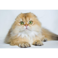 Diamantovuy Vsesvit - питомник шотландских кошек в Днепре